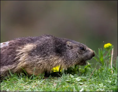 Voici un chien de prairie.
