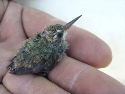 Voici un colibri.