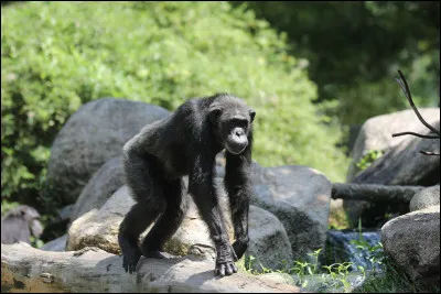 Voici un chimpanzé.