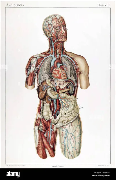 Quel est l'organe principal de la circulation sanguine ?