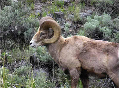 Quel est cet animal ?