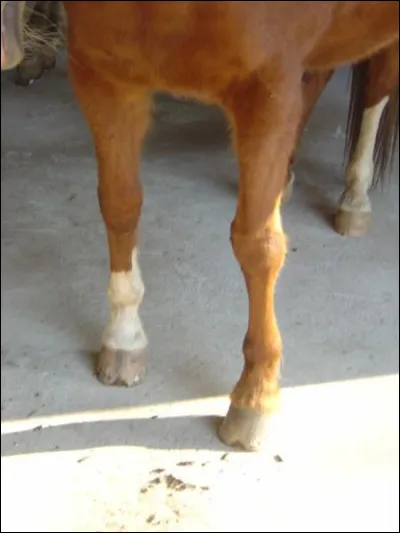 L'Authie, 108 km, est un petit fleuve du nord de la France, pratiquement parallèle à la Somme et à la Bresle. Il part de la Somme et traverse le Pas-de-Calais. Où est sa source ?