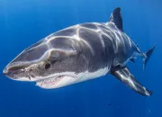 Quiz Vrai ou faux - les animaux 11