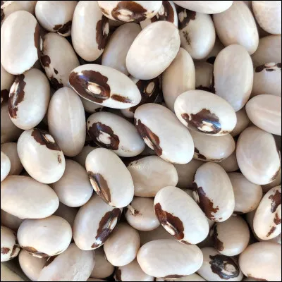 Cette ville est surnommée Beantown, si vous ne trouvez pas son nom, c'est la fin des haricots, sachez que les Bee Gees ont chanté l'Etat dans lequel elle se trouve !