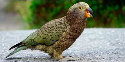 Animaux : Quel oiseau end&eacute;mique de Nouvelle Z&eacute;lande est le seul perroquet de montagne du monde ?