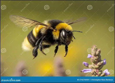 Quel est le nom de cet insecte ?