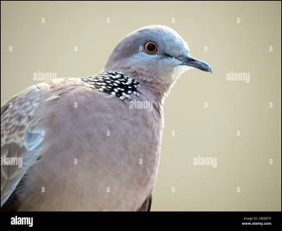 Quel est le nom de cet animal ?