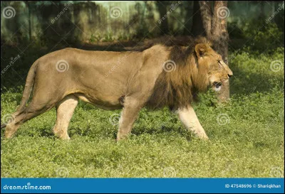 D'où vient ce lion ?