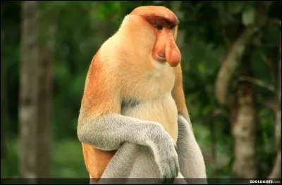 Quel est le nom de ce singe ?