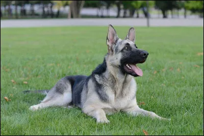 J'ai été sélectionné en Union soviétique et je suis un berger qui résiste assez bien au froid.