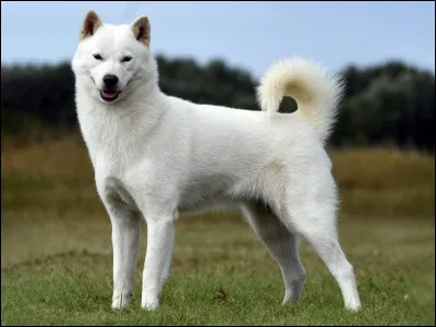 Je viens du Japon, je ressemble au shiba inu et à l'akita inu mais n'en suis pas un. Ma queue est en panache et mes oreilles sont droites.