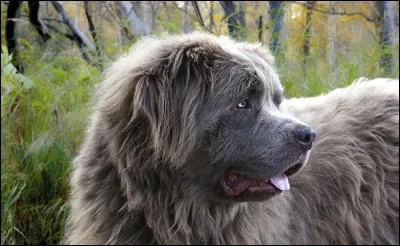 On m'appelle le ''gros nounours'' car je suis de grande taille, j'ai le poil long et souvent épais avec mes oreilles sont tombantes.