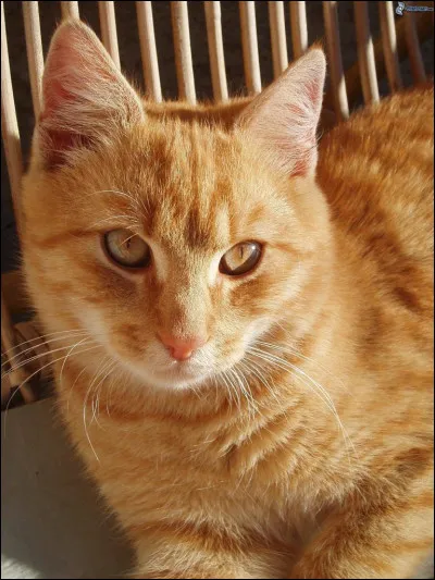 Commençons ce quiz avec une question simple. 
Dans la phrase : "Mon chat est roux", où est le verbe ?