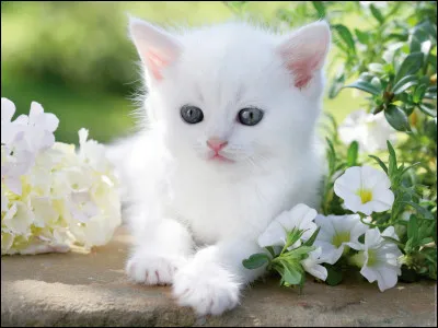 Enfin, transforme cette phrase au pluriel : "Le petit chat blanc joue dans le jardin".