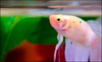 Athlétisme a pour origine le mot...