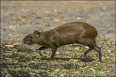 Quel est le point culminant du Togo ?