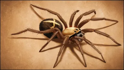 L'araignée violoniste peut être mortelle.