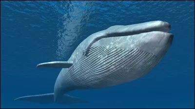 La baleine bleue est un poisson.