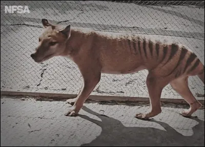 Le thylacine mesure en moyenne de 120 à 200 cm.