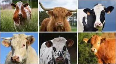 Quelle race de vache est la plus gentille ?