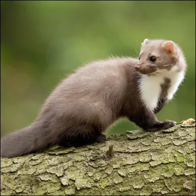 Ce petit animal est...