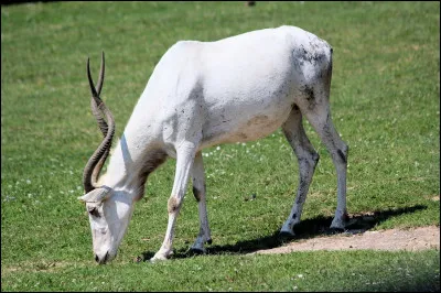 Oh, c'est curieux ! mais c'est quoi ?