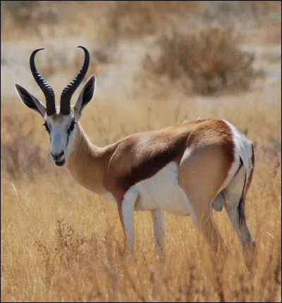 Quel animal est représenté ?