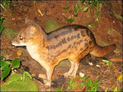 Quel est cet animal ?