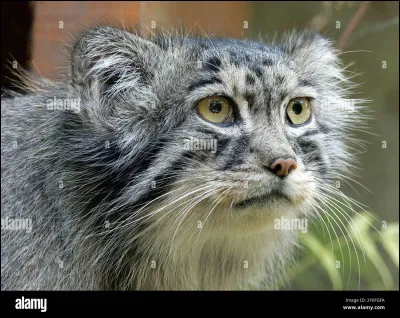 Quel est cet animal ?