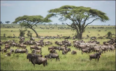 Le Serengeti, parc national le plus connu d'Afrique, se situe en Tanzanie. Connu pour ses safaris et sa faune incroyable, il représente l'image de la savane. Avec 14 000 km², le parc est plus grand que...