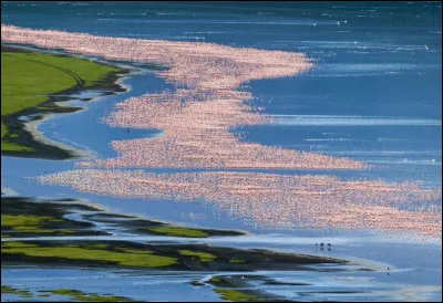 Ce que vous voyez ici, ce sont bien des flamants roses ! Ce lac, le lac Nakuru, accueille des millions de flamants roses et des pélicans, qui lui donne l'air rose. Un lieu intéressant pour les amateurs d'oiseaux. Dans quel pays se situe-t-il ?