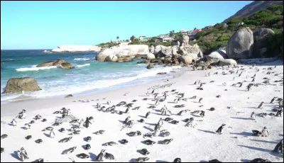 Saviez-vous qu'il y avait des manchots en Afrique du Sud ? Vous pouvez en observer beaucoup à Boulders Beach, superbe plage aux eaux turquoises du sud du pays. Près de quelle ville ?