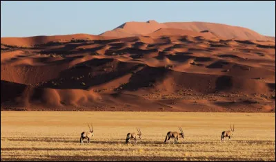 Les dunes de Sossusvlei sont probablement les dunes les plus belles au monde. Des contrastes entre les dunes rouges et le désert de sel donnent un effet sublime. Dans quel pays peut-on voir cette merveille ?