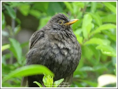 La Vilaine, 218 km, avec l'Ille, le canal Ille/Rance et la Rance forme une barrière d'eau qui isole la Bretagne en une île. Elle prend sa source dans louest du département de la Mayenne, dans un lieu-dit appelé "de la source", ça c'est dans quelle commune ? .