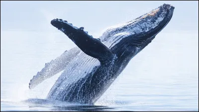 La Marne, 514 km, est la plus grande rivière de France. elle prend sa source sur le plateau de Langres et se jette dans la Seine entre Charenton-le-Pont et Alfortville (Val-de-Marne). Quel village va la voir s'élancer vers la Seine ?