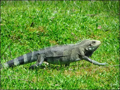 Quel est cet animal ?