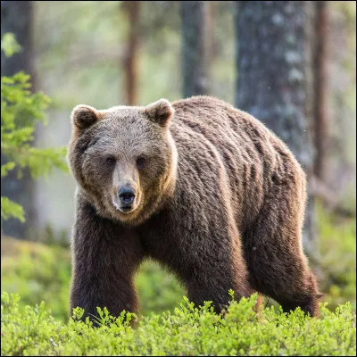 Quel est cet animal ?