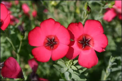 Est-ce Queen qui chante "Scarlet" en 1974 ?