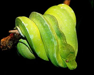 Quel est le nom de ce serpent ?