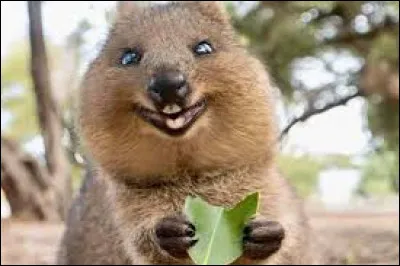 Quel est le nom ce petit mammifère ?