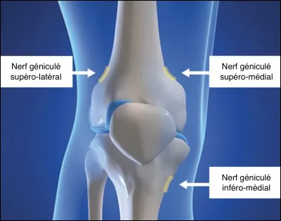 Aucun mammifère ne possède quatre genoux.