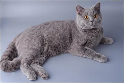 10% des os des chats se trouvent dans leur queue.