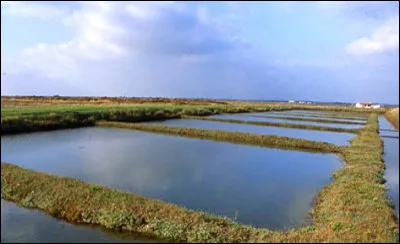 Qu'&eacute;l&egrave;ve-t-on dans les claires ?