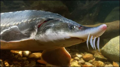 Il vit dans l'eau douce.