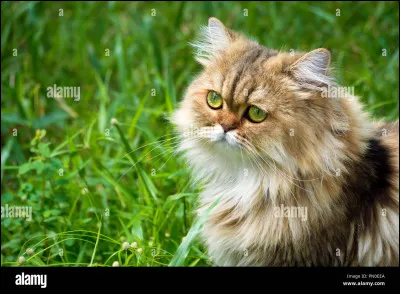 Quelle est la race de ce chat ?