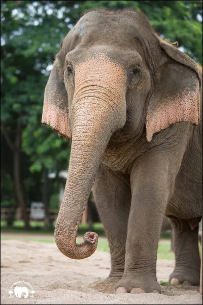 Par où boit l'éléphant ?