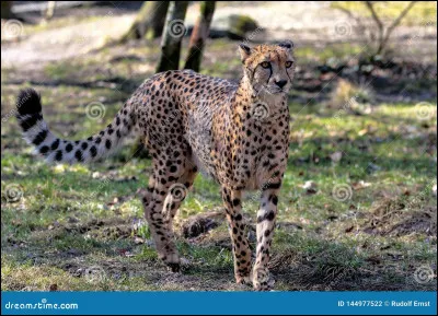 Quel est cet animal ?