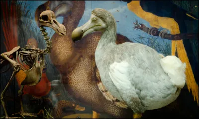 Quel est le nom de cet animal assez bizarre qui n'existe plus de nos jours ?