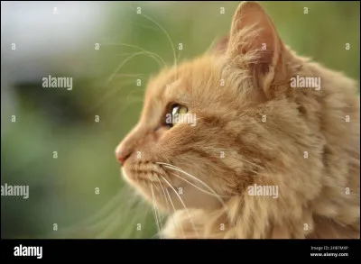 Quel est le nom de ce chat ?