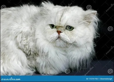 Quel est le nom de ce chat ?